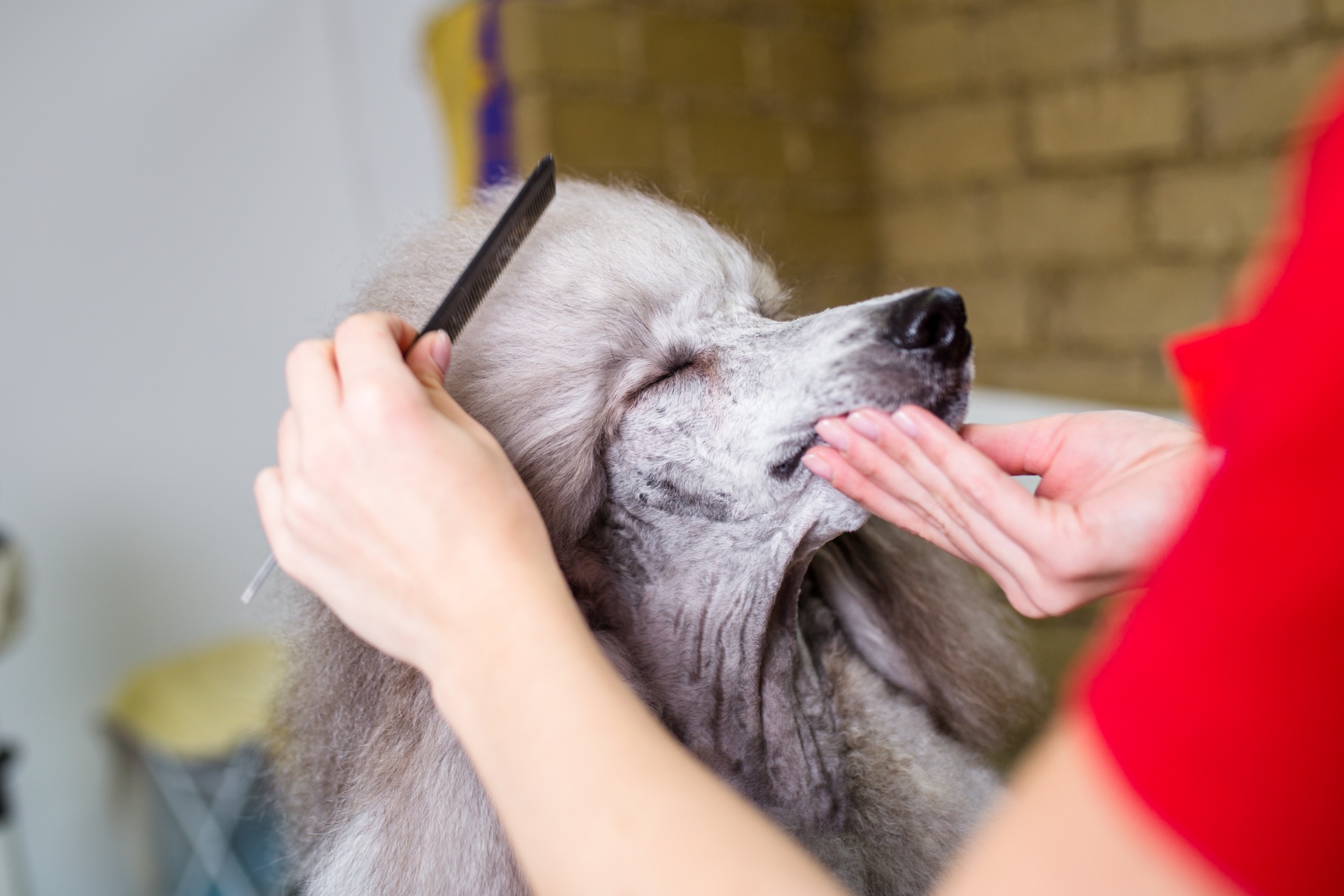 多様な犬種に対応した丁寧な施術でワンちゃんをお迎え