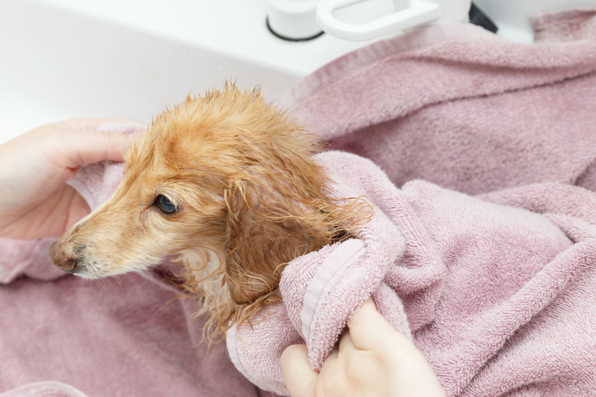 犬の個性に合わせて | 茨城県水戸のトリミングならdogsalon 'olu'olu