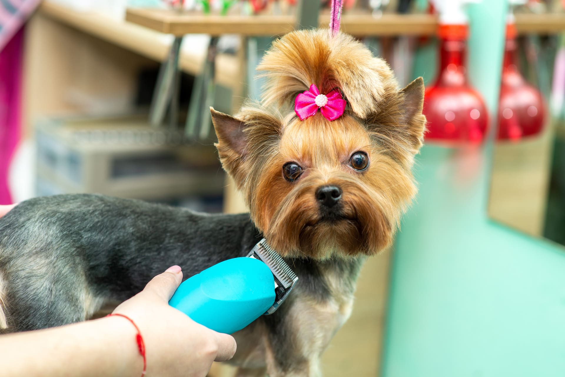 小型犬専門の施術 | 茨城県水戸のトリミングならdogsalon 'olu'olu