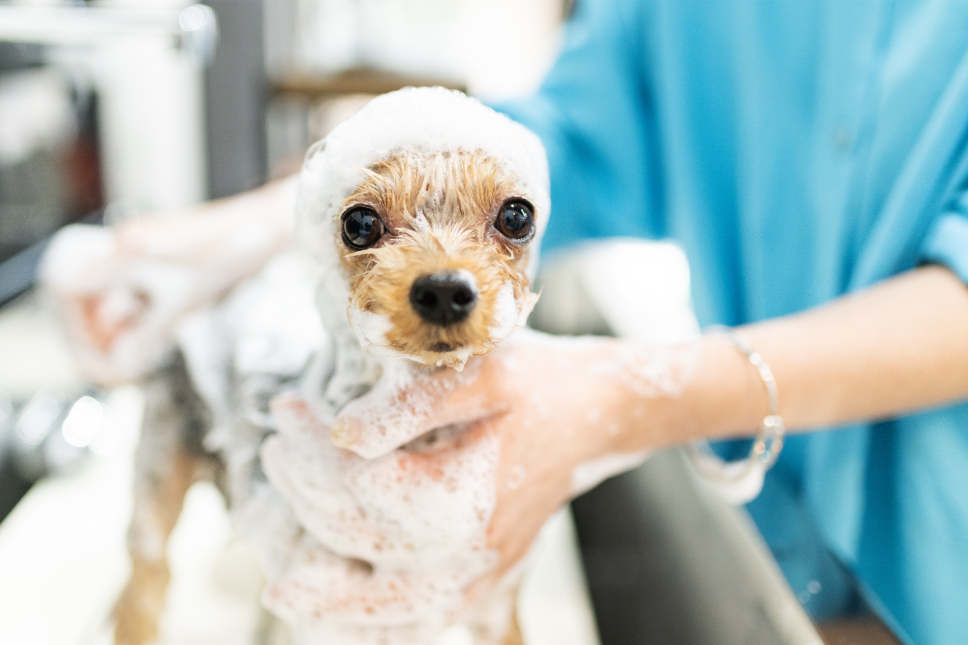 シャンプーはオーガニック素材を使用 | 茨城県水戸のトリミングならdogsalon 'olu'olu