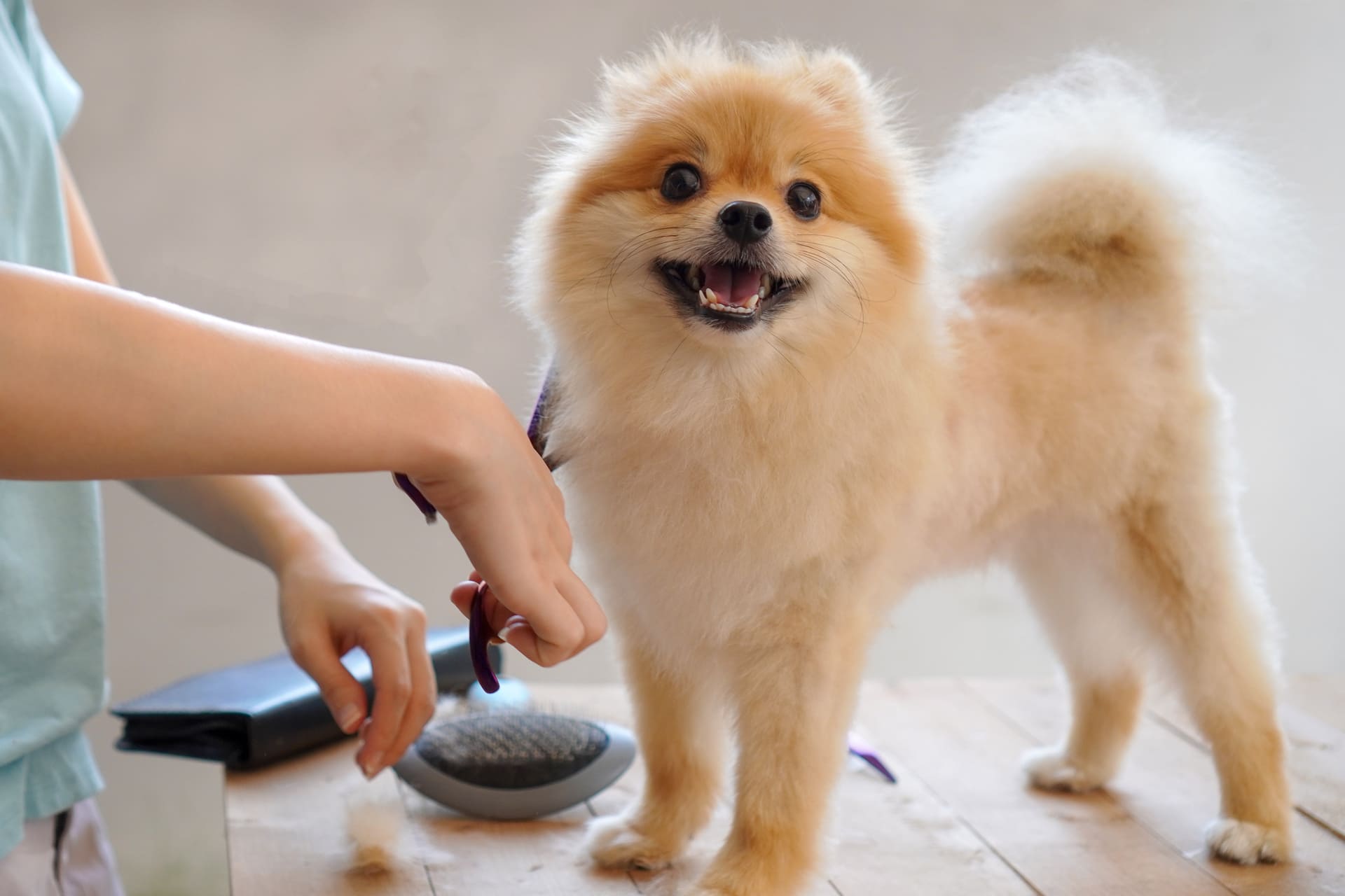 可愛い仕上がりを実現 | 茨城県水戸のトリミングならdogsalon 'olu'olu