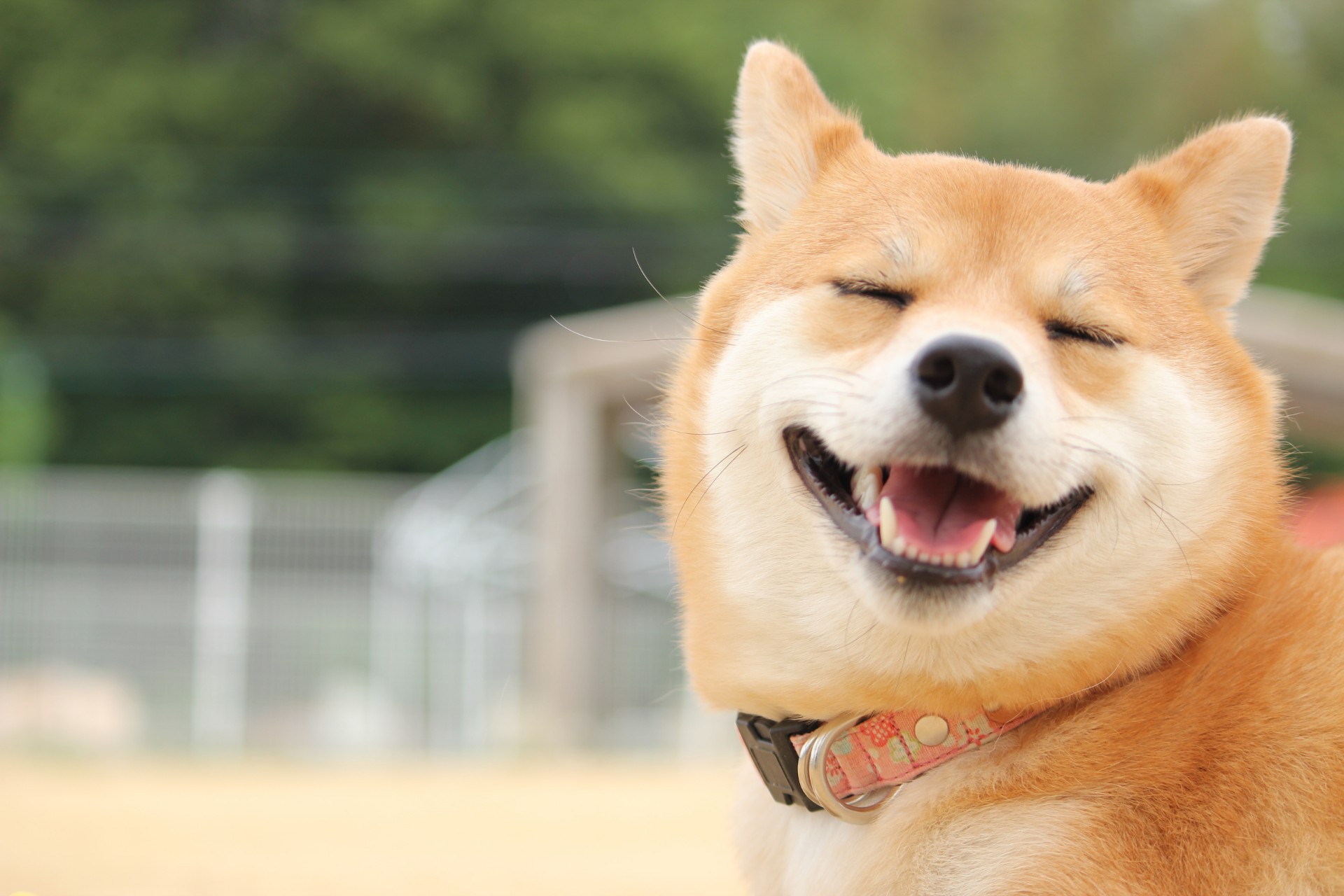 柴犬の抜け毛処理も安心 | 茨城県水戸のトリミングならdogsalon 'olu'olu