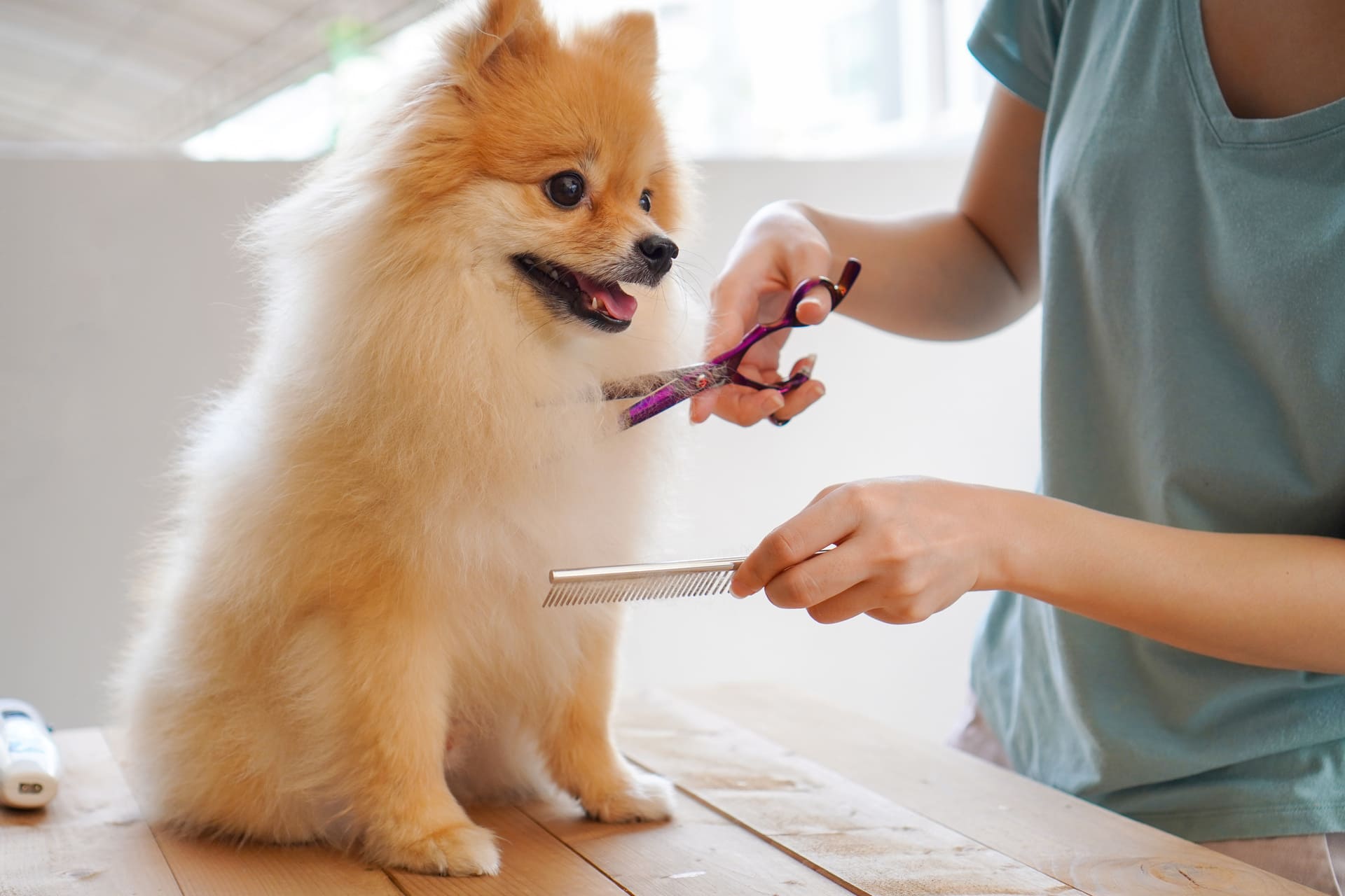 抜け毛対策に効果的 | 茨城県水戸のトリミングならdogsalon 'olu'olu