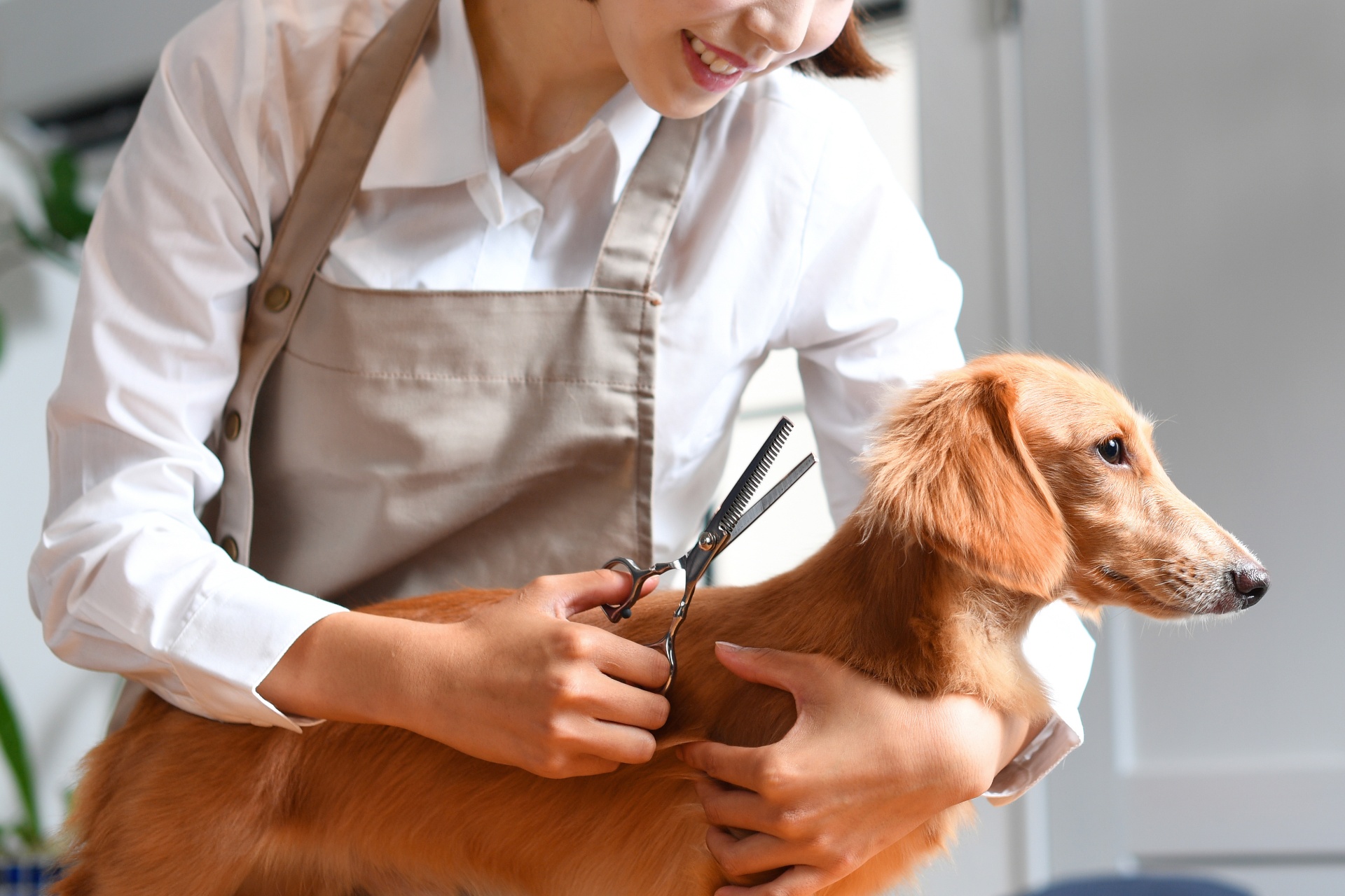 ダックスのケアもお任せ | 茨城県水戸のトリミングならdogsalon 'olu'olu