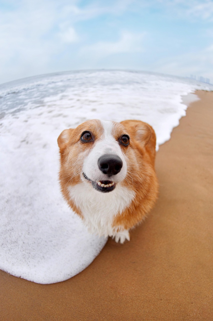 愛犬に喜びを、あなたのそばに。
