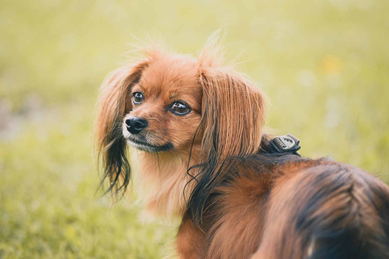 ペット美容と犬の健康管理