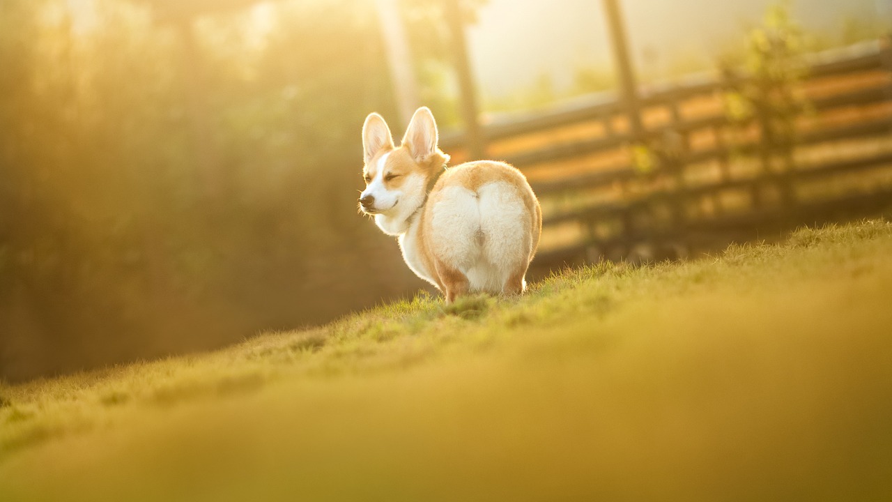 愛犬の美しさを引き出すプロの手で、安心のトリミング体験を！
