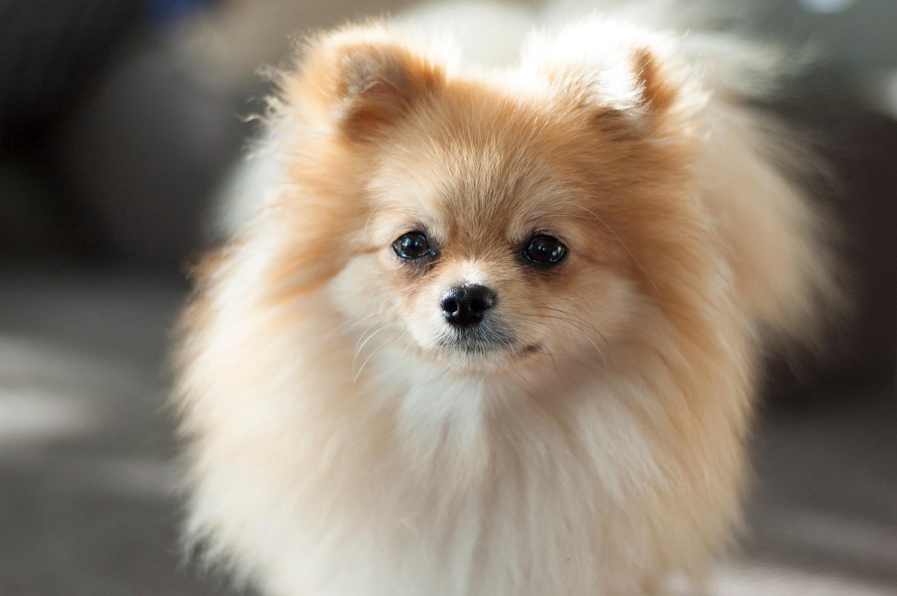 あなたと愛犬のための特別なリラックス空間。ふわふわ＆抜け毛対策がここにあります！