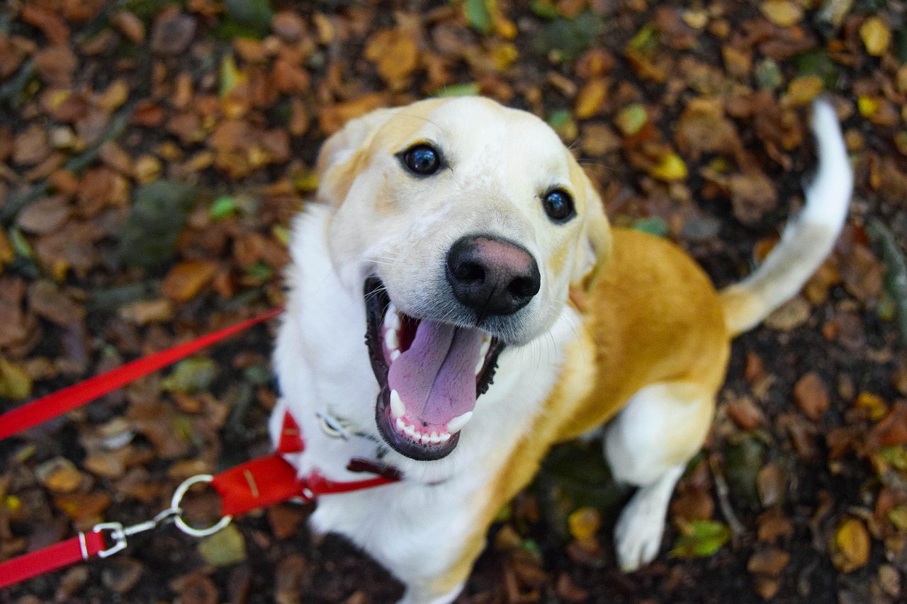 多様な犬種に対応