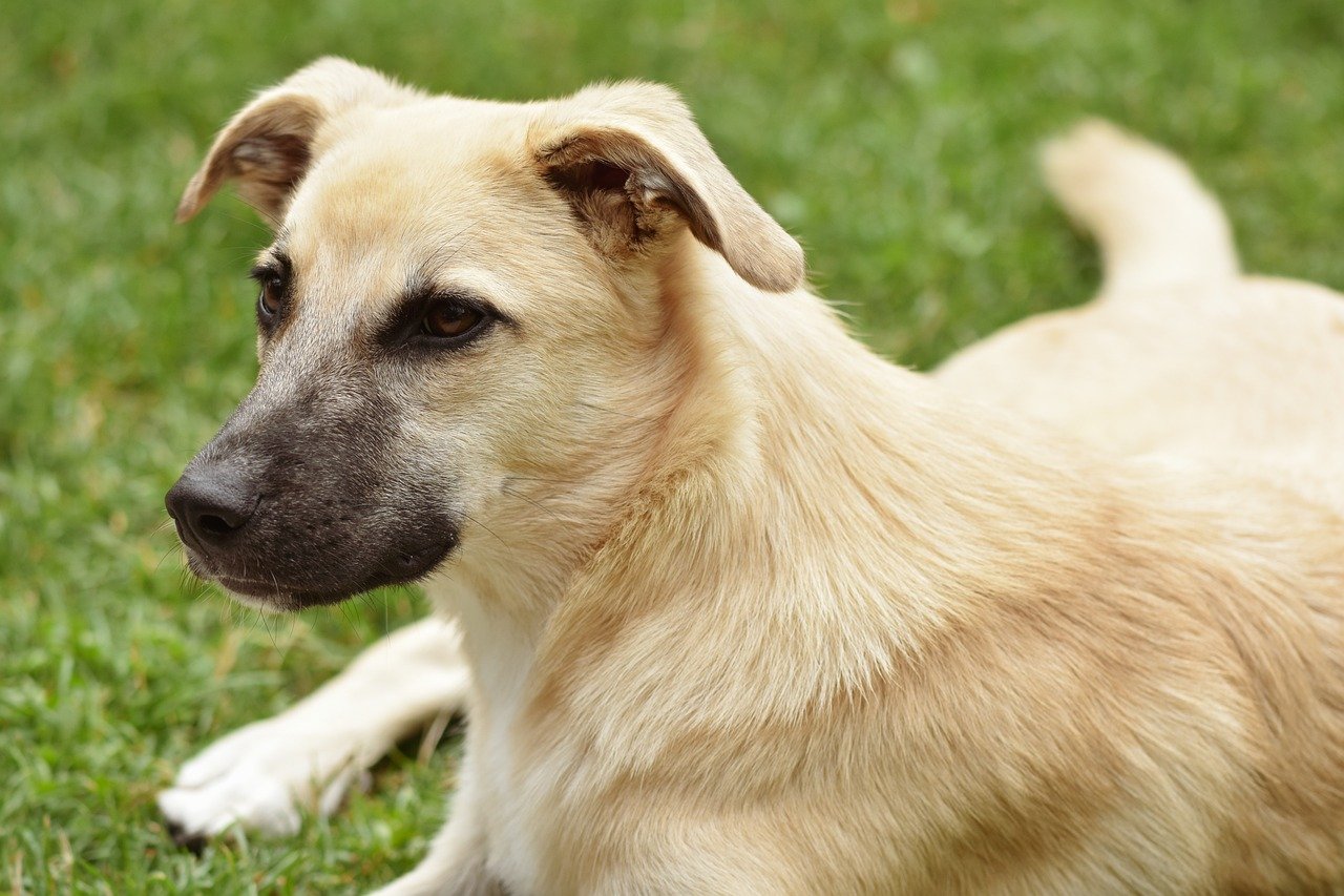 愛犬に優しいシャンプーを。保護犬も安心のケアサロン