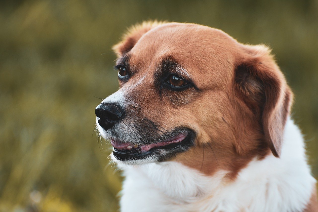 雑種犬も輝ける！しっかりケアで愛犬をもっと元気に！