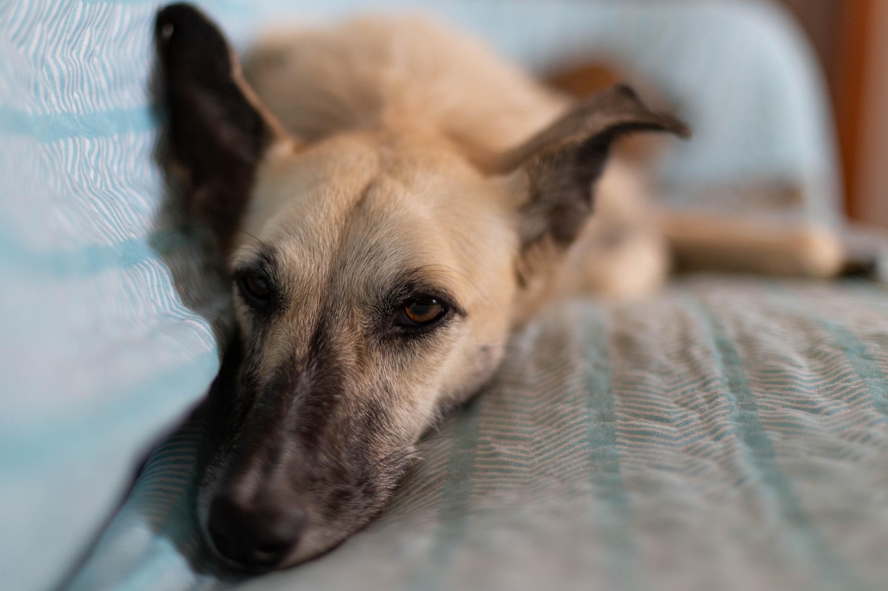柴犬もOK！多様な犬種への対応