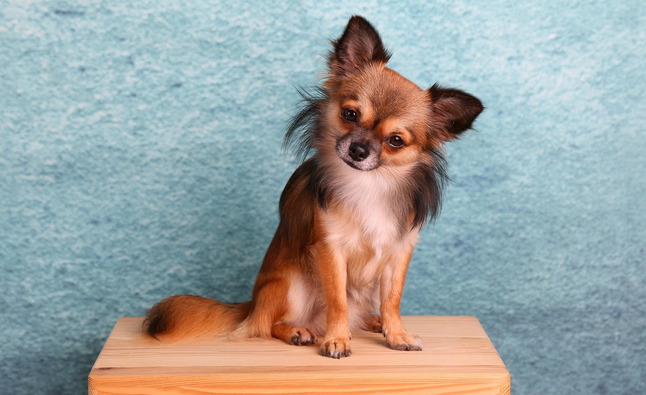 香りで愛犬との絆を深める、特別なケアを！