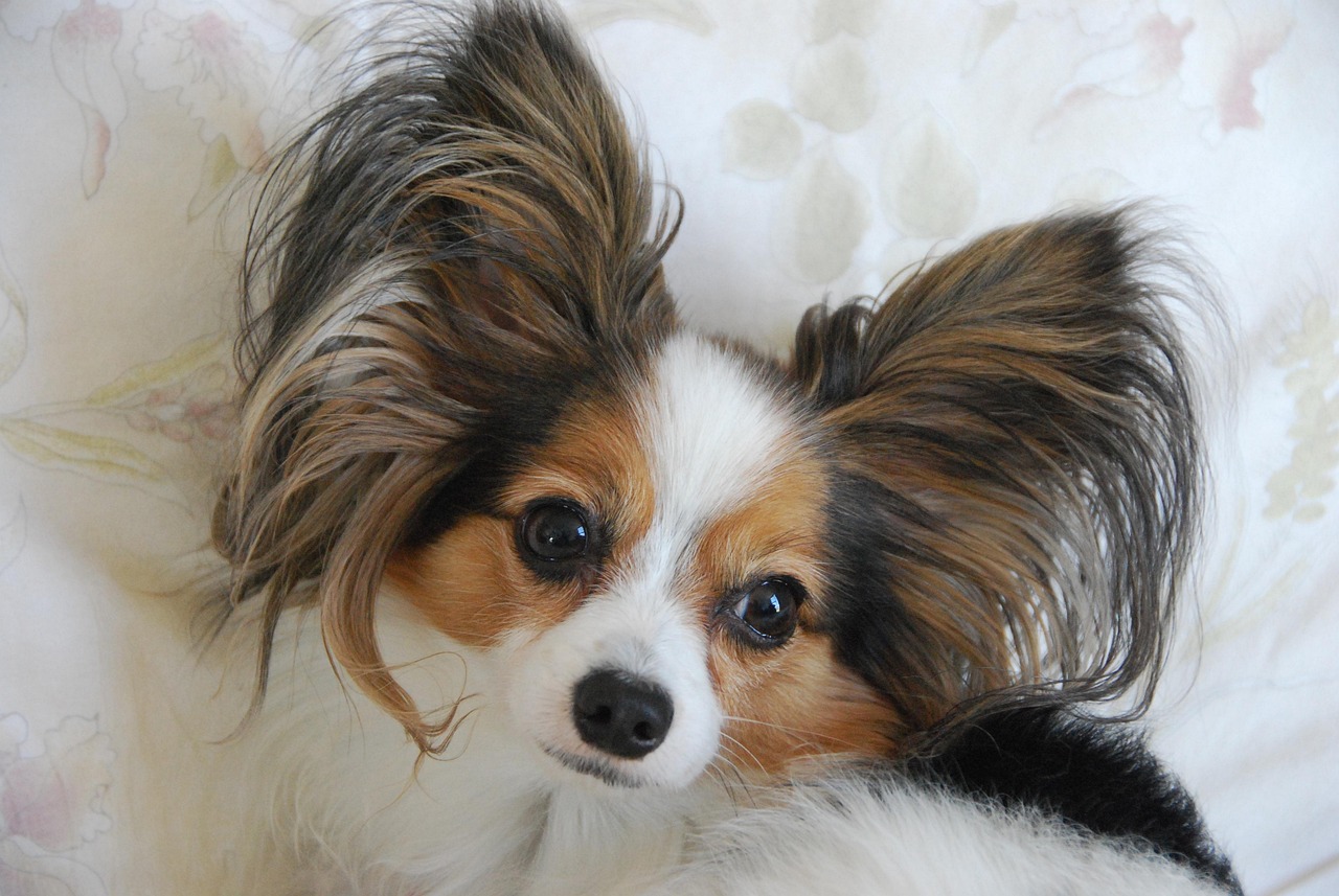 可愛い犬種に特化したトリミング
