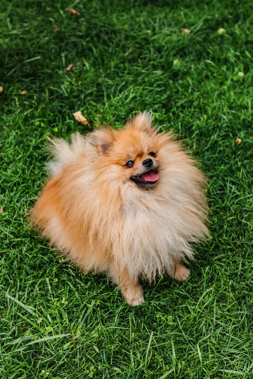愛犬の特別な瞬間を、毎月変わる背景で！