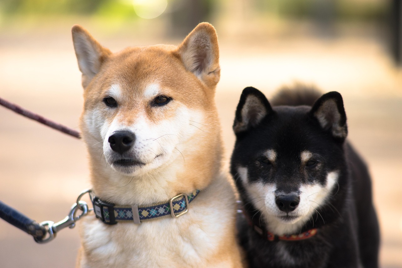 小型犬も大満足の特別メニュー