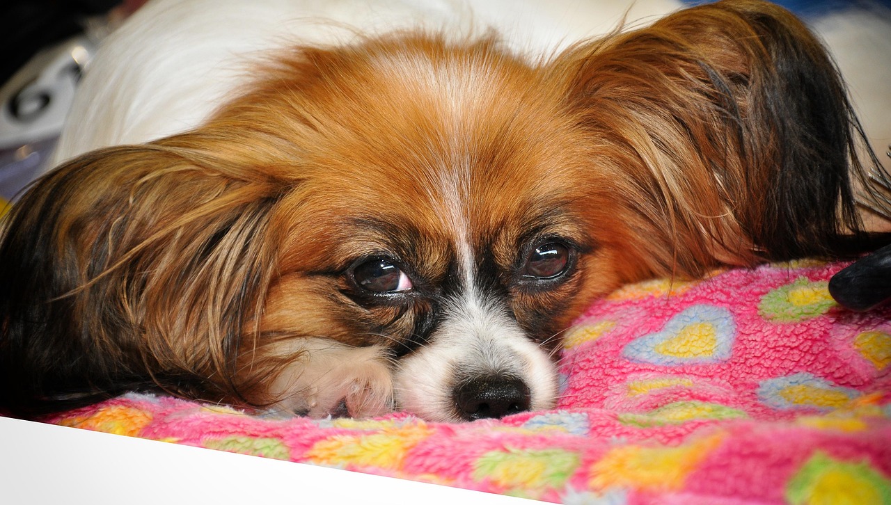 愛犬のための特別なケアを、ここで実現。