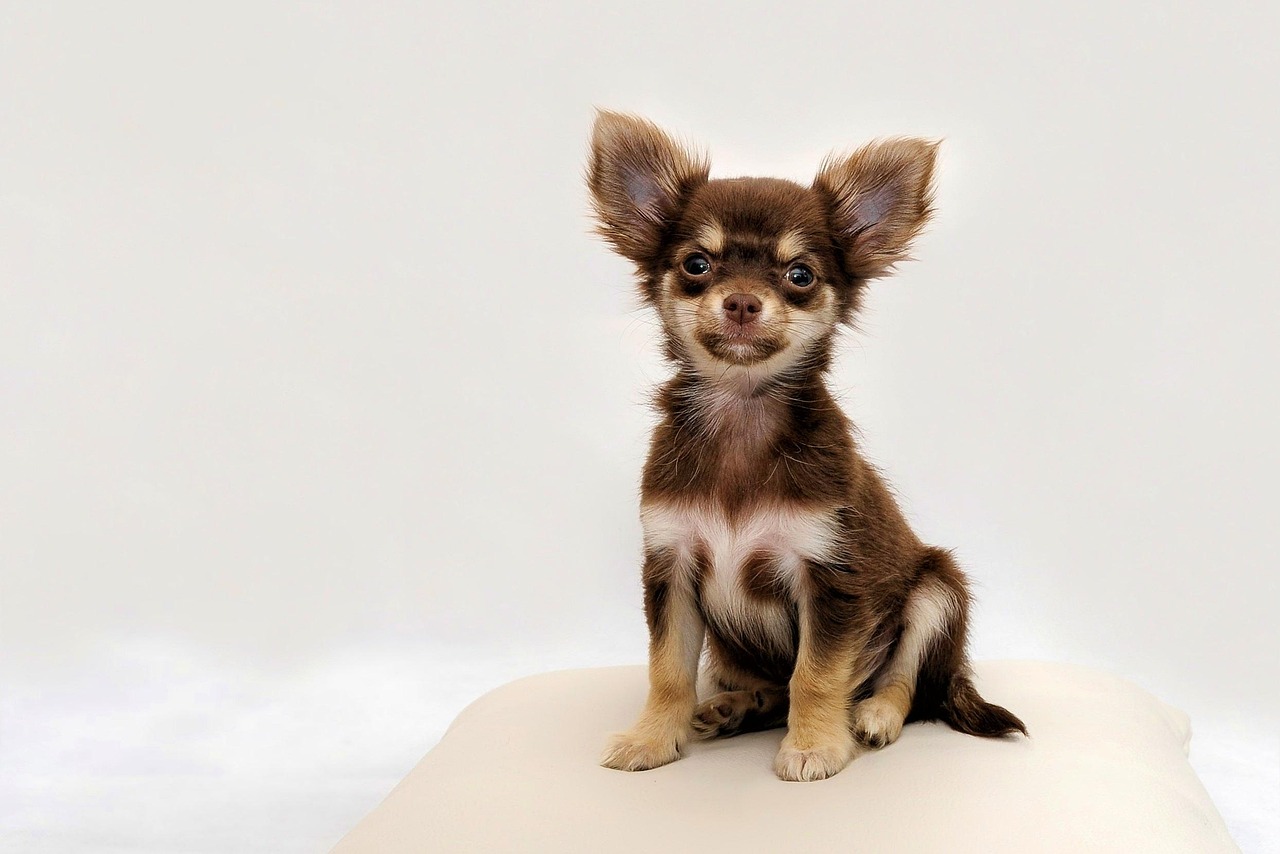 愛犬のための抜け毛対策