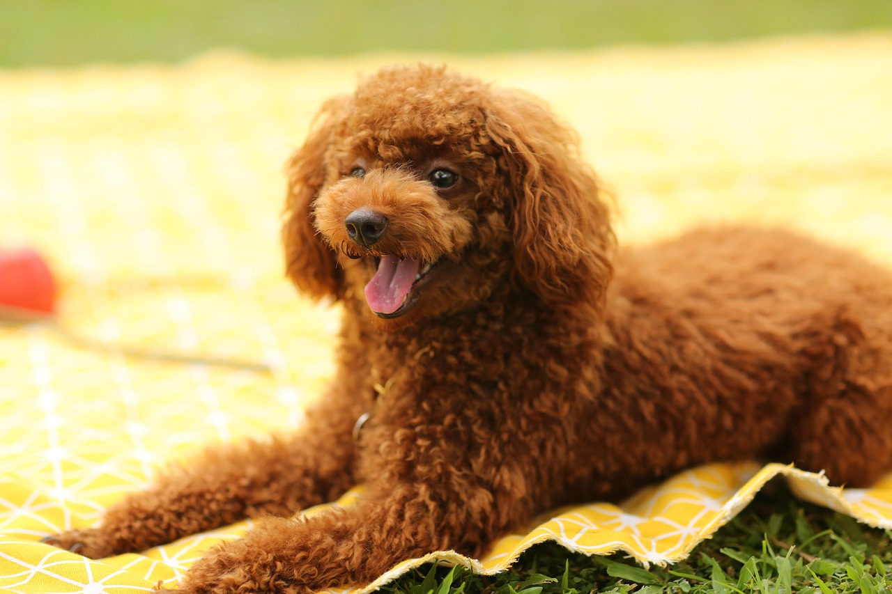 愛犬も飼い主も心地よく過ごせる、ストレスフリーなトリミングを実現！