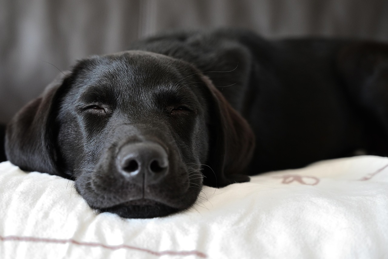 高品質な犬用ケア製品