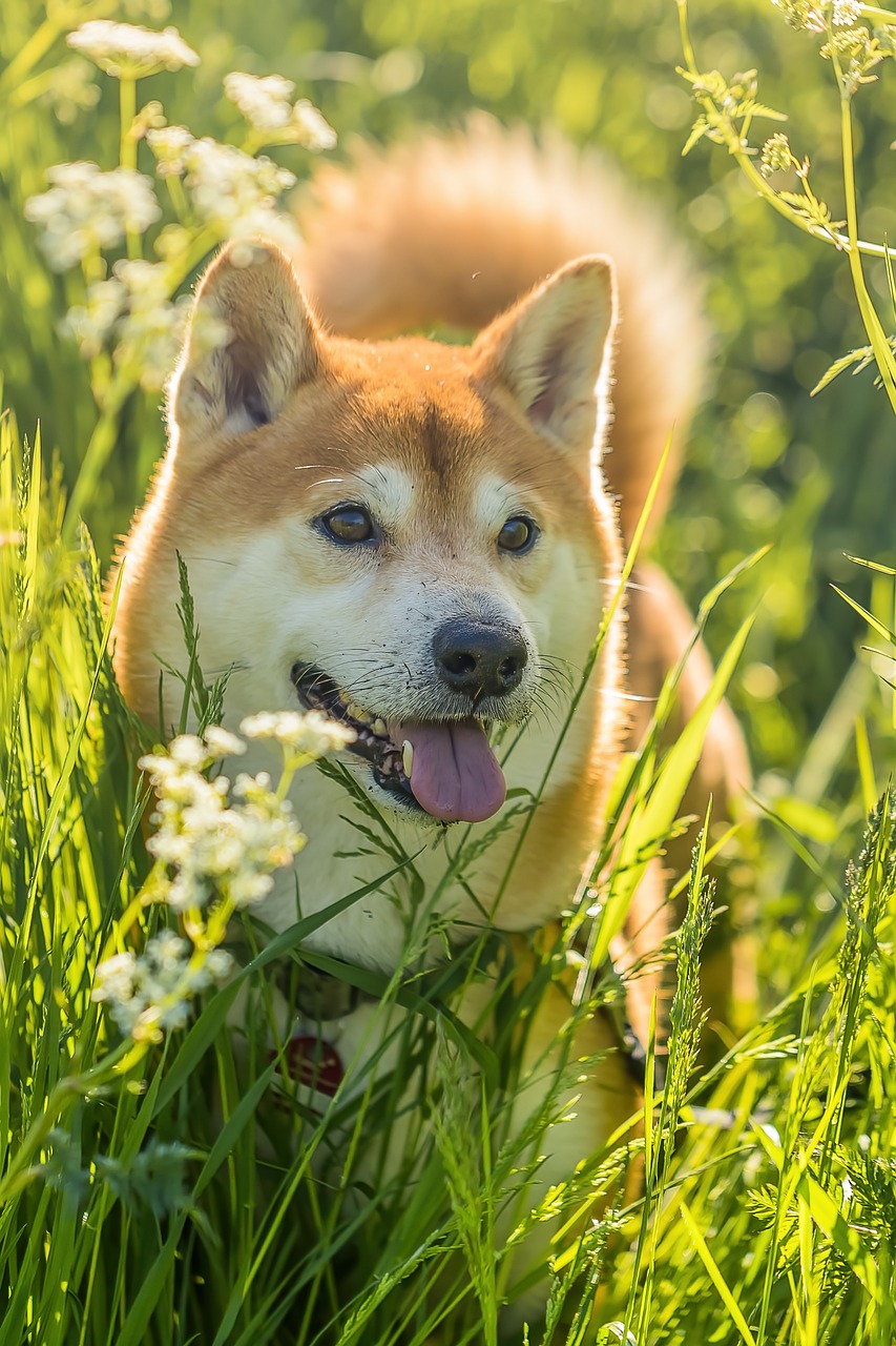 柴犬の抜け毛対策、これで決まり！