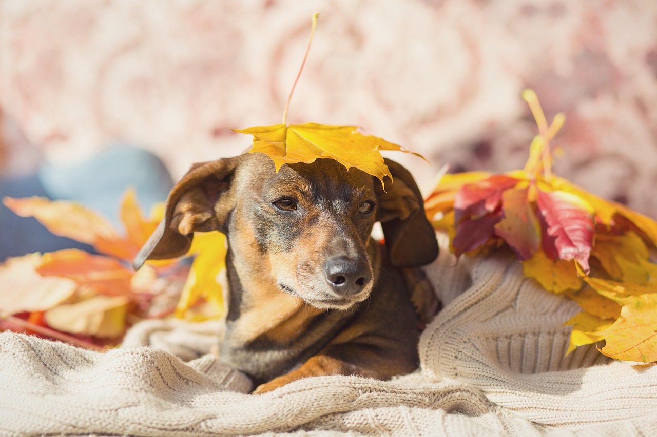 4. 小型犬の飼い方とトリミングの関係