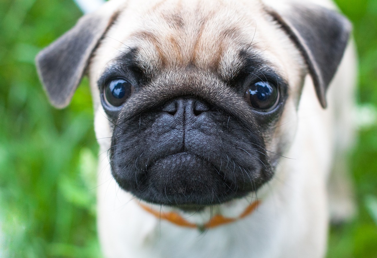 新しいシャンプー体験を、あなたの愛犬に。