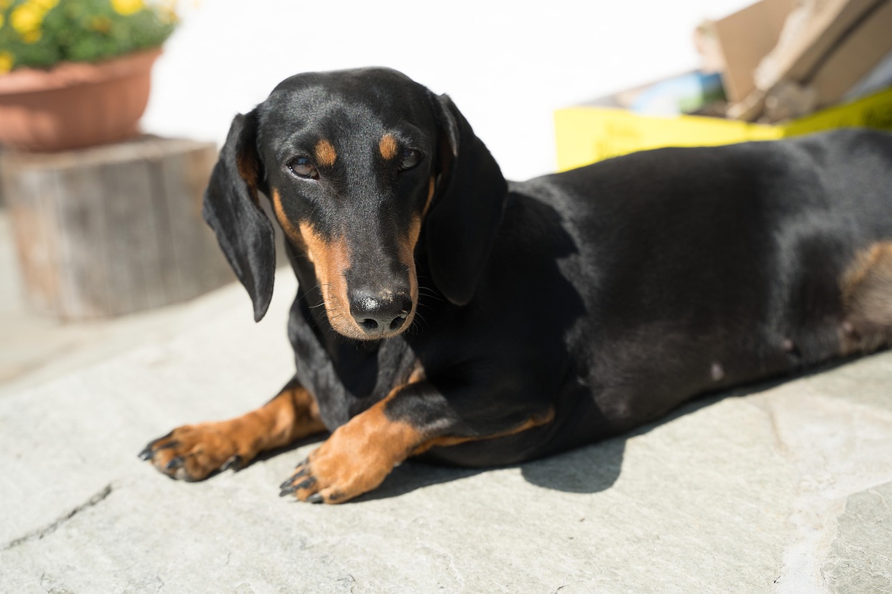 愛犬の健康を第一に、ダックスフンドのための完全ガイド