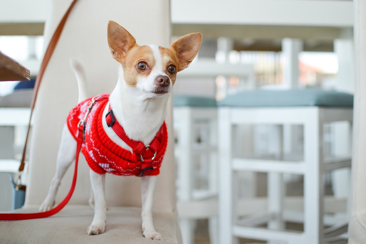 愛犬の特別なシャンプー体験を提供します！