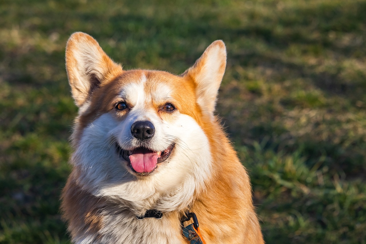 愛犬コーギーのための完璧なケアをお届けします！