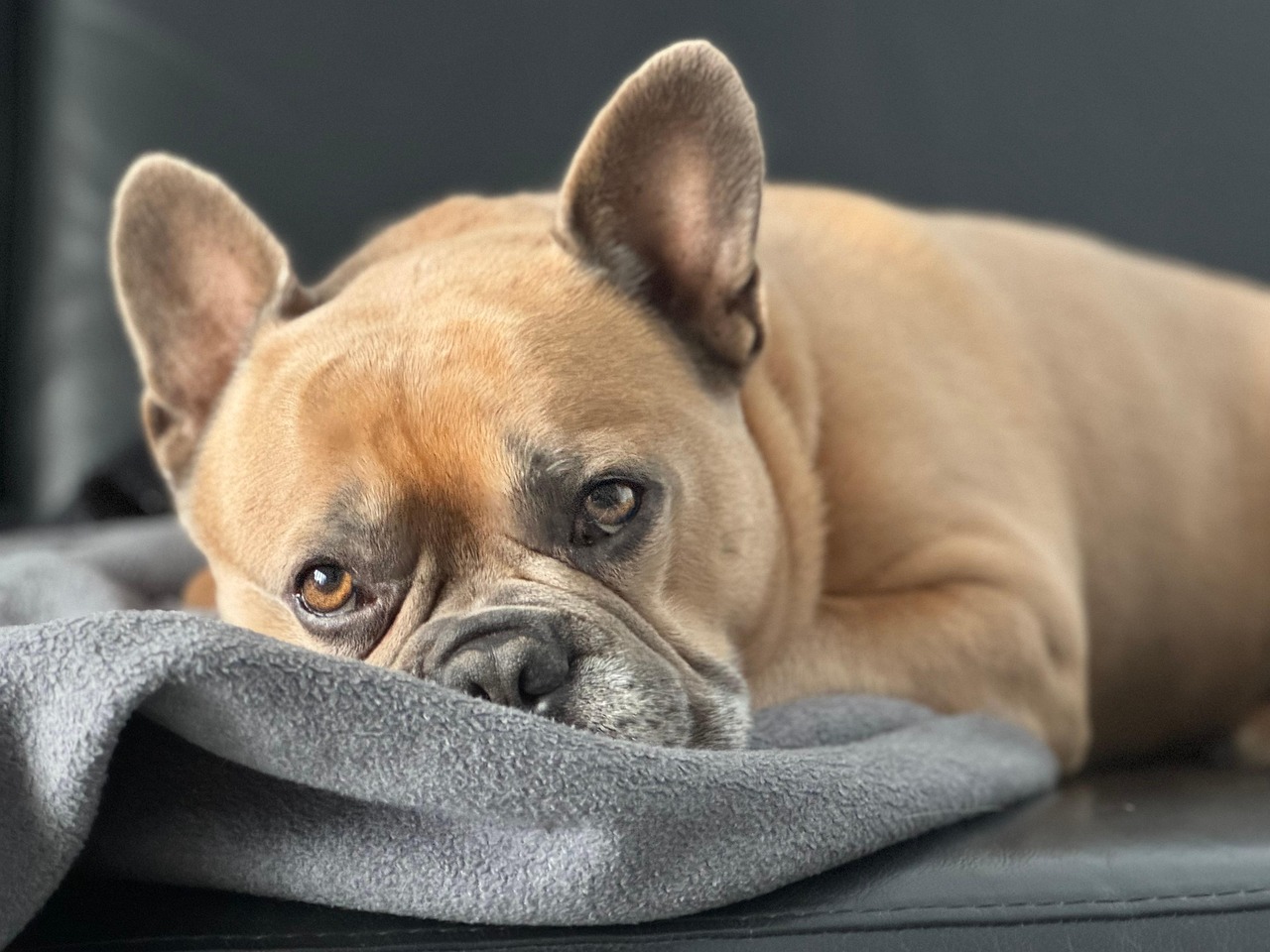 愛犬の美しさと健康を、一緒にサポートします。