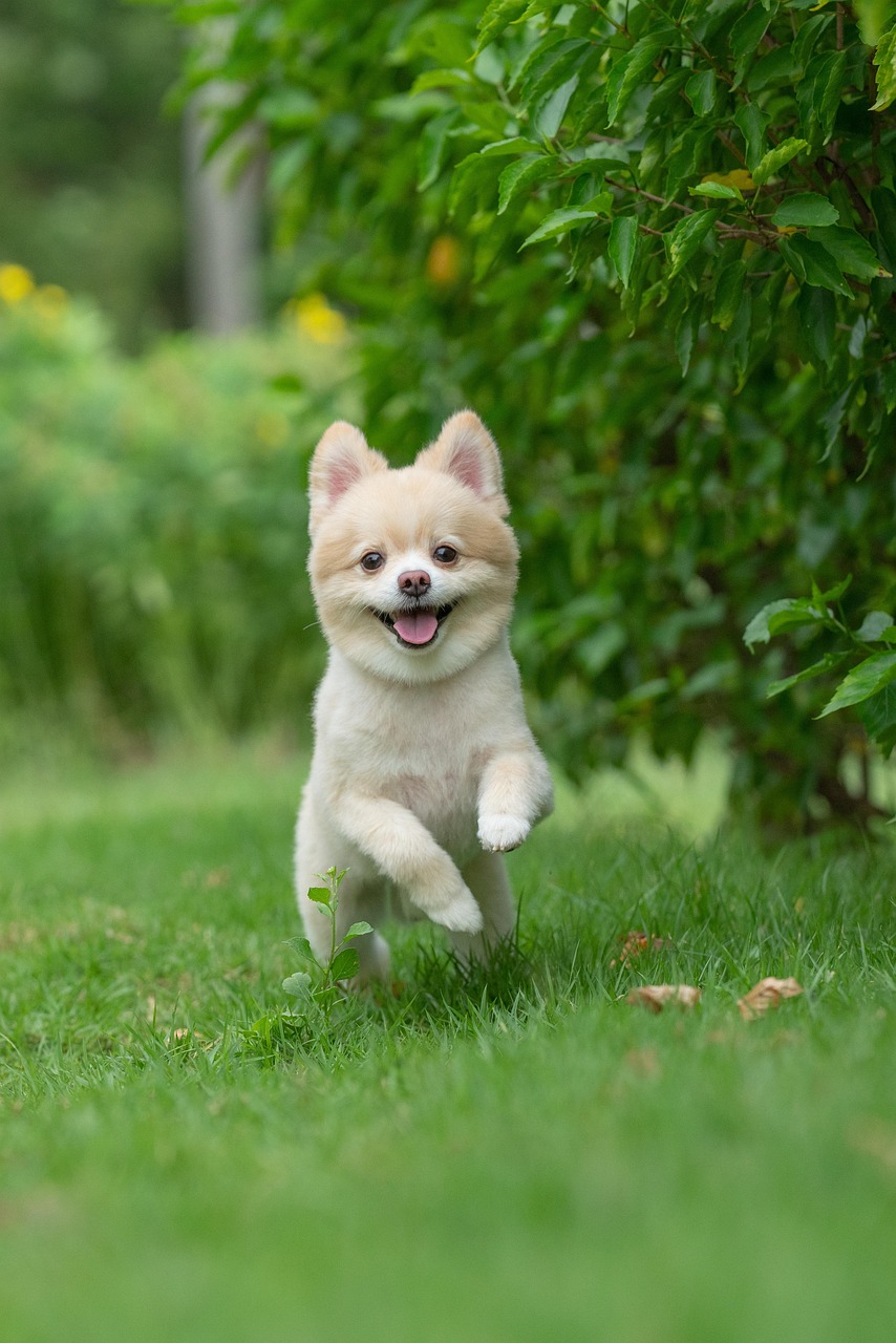 動物愛護への理解