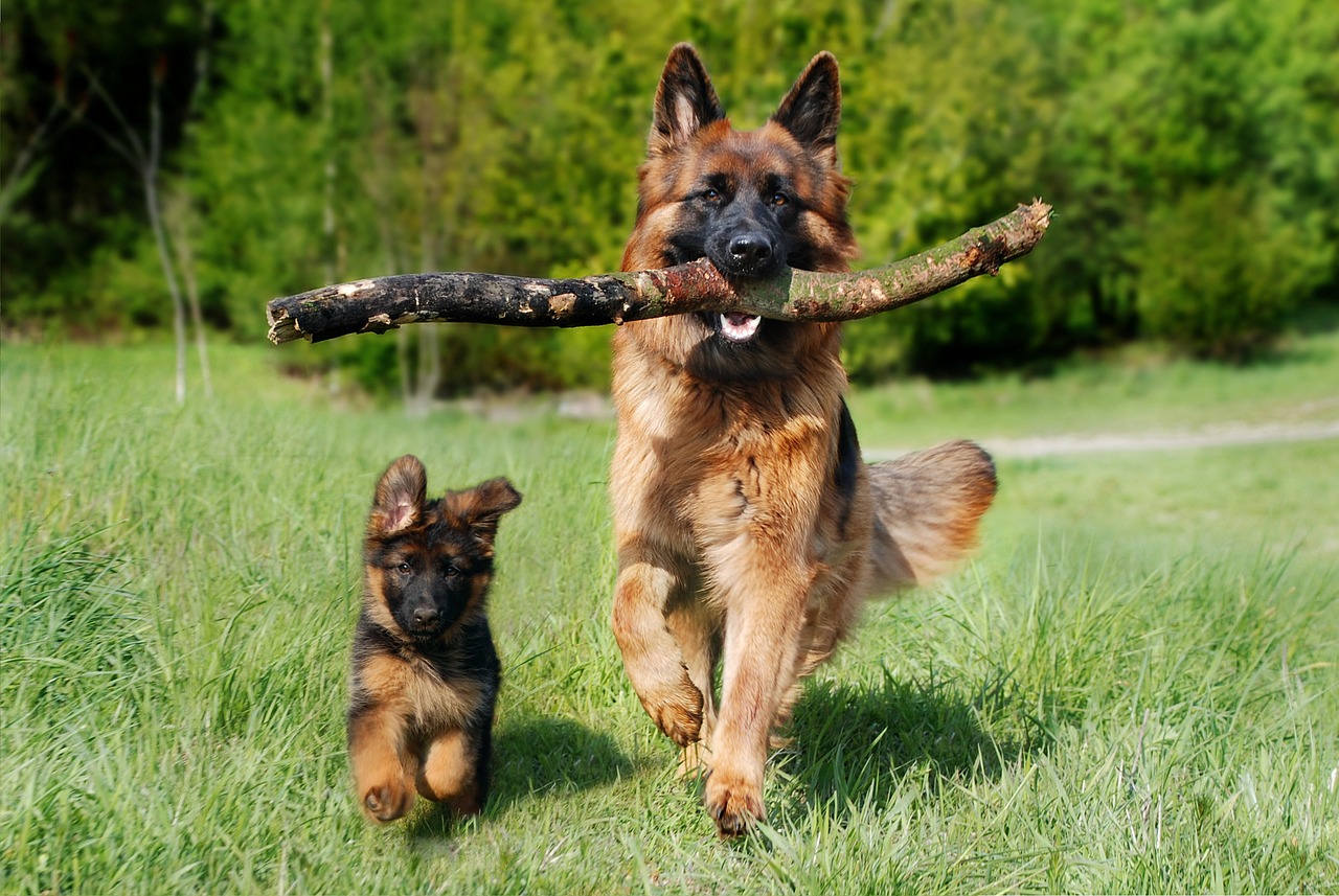 犬のトレーニングも学ぶ