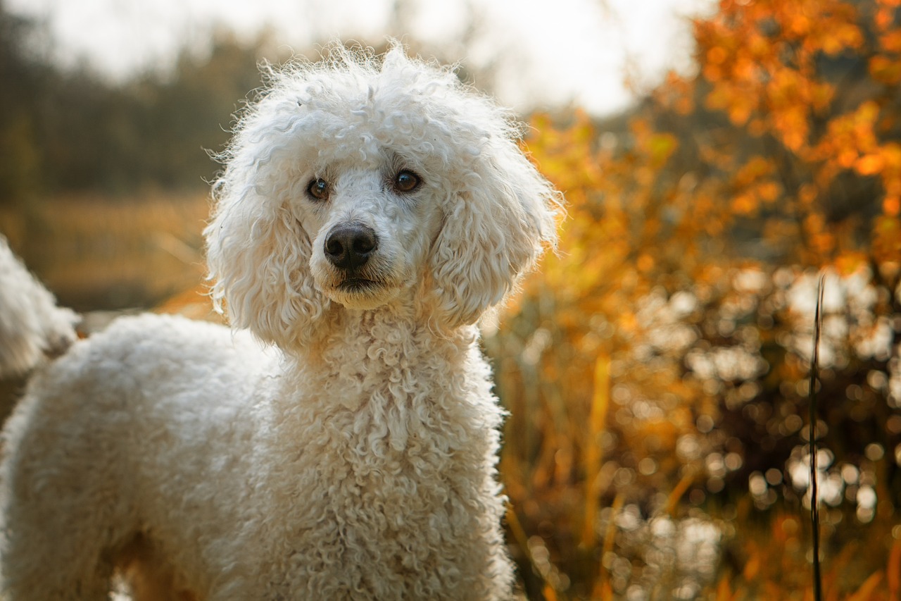 愛犬のための賢いママのグルーミング講座