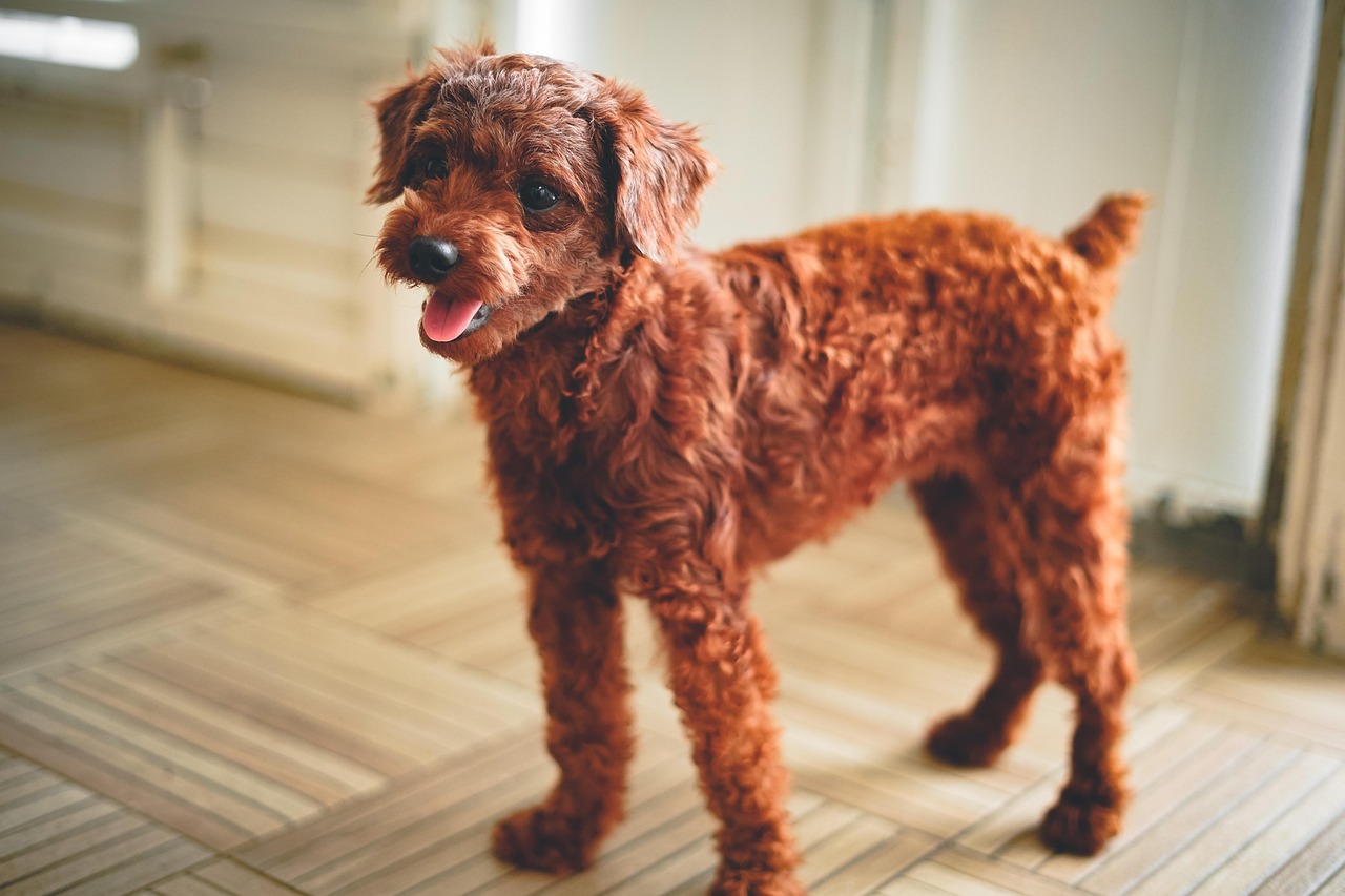 愛犬に似合うサマーカットで、この夏は涼しく楽しく！