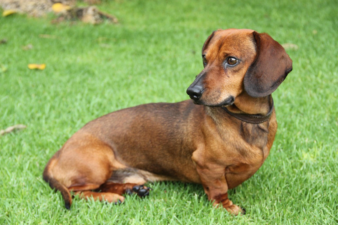5. 愛犬の健康を保つための飼い方