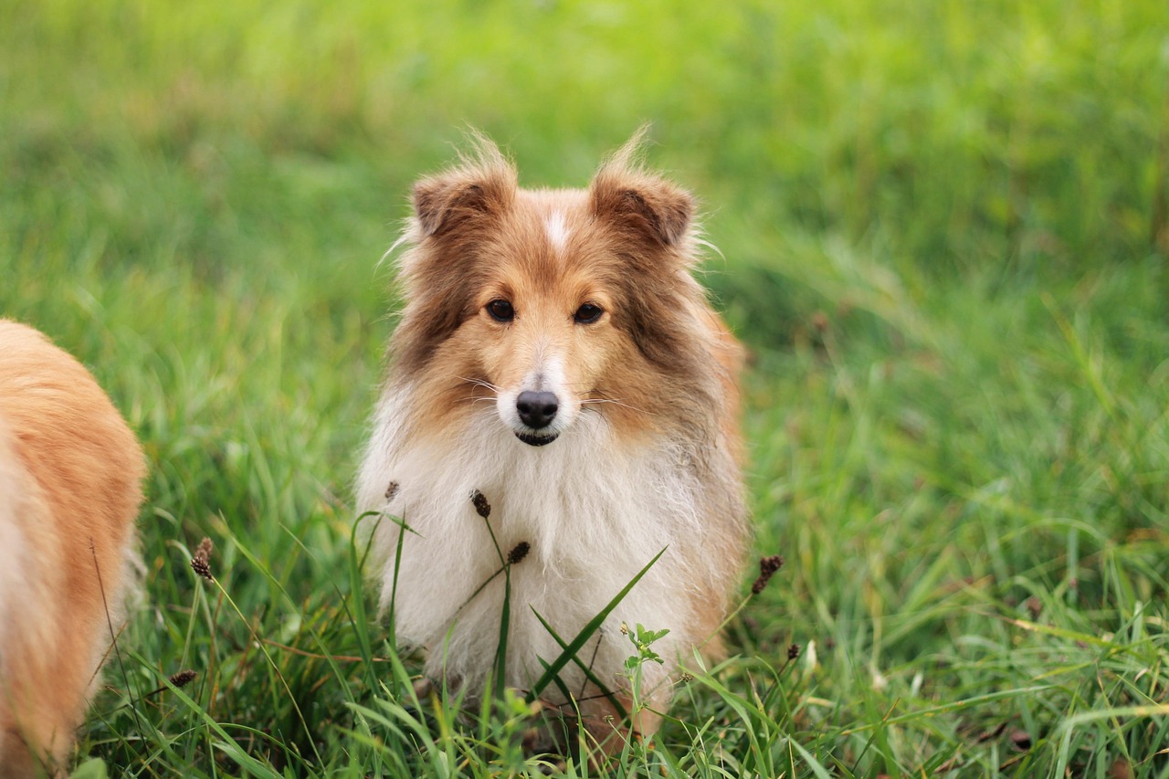 今すぐご予約を！愛犬を美しく健康に