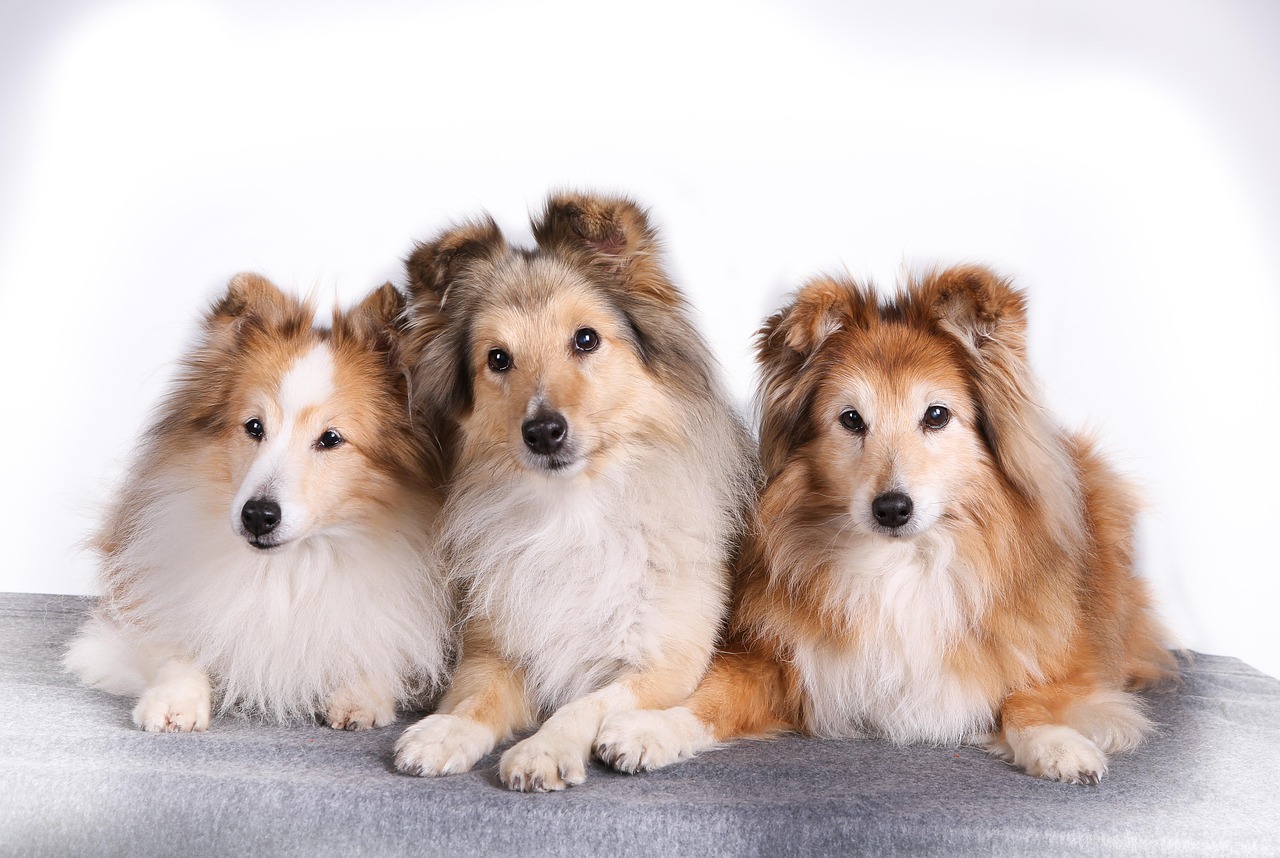 今すぐご予約を！愛犬を美しく健康に