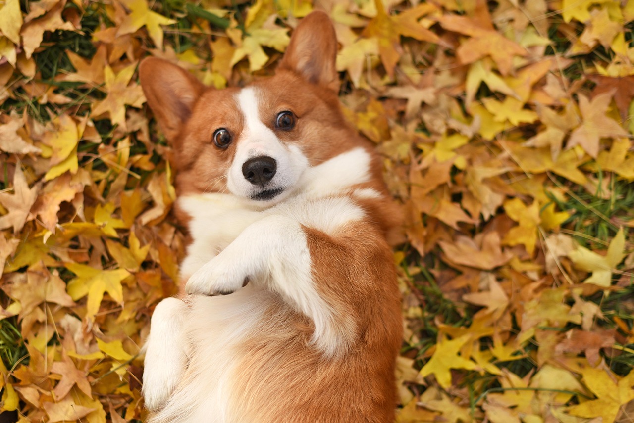 愛犬コーギーの快適な暮らしをサポートします！