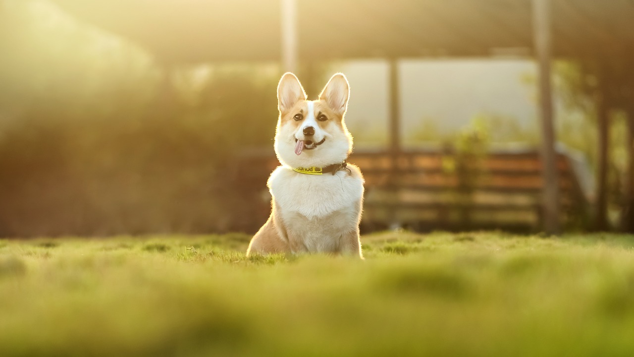 ドッグランでの楽しい時間の過ごし方
