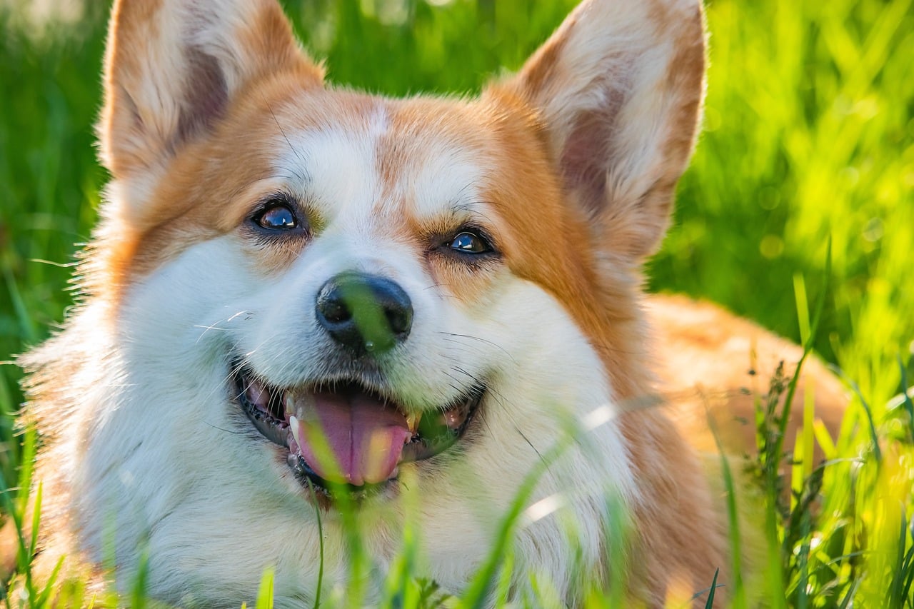 愛犬と遊ぶ！おすすめおもちゃの紹介