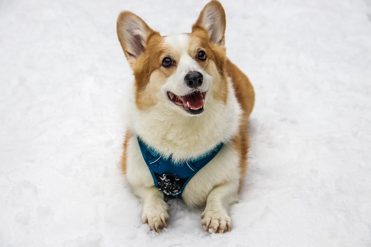 お問い合わせで愛犬の生活をさらに豊かに