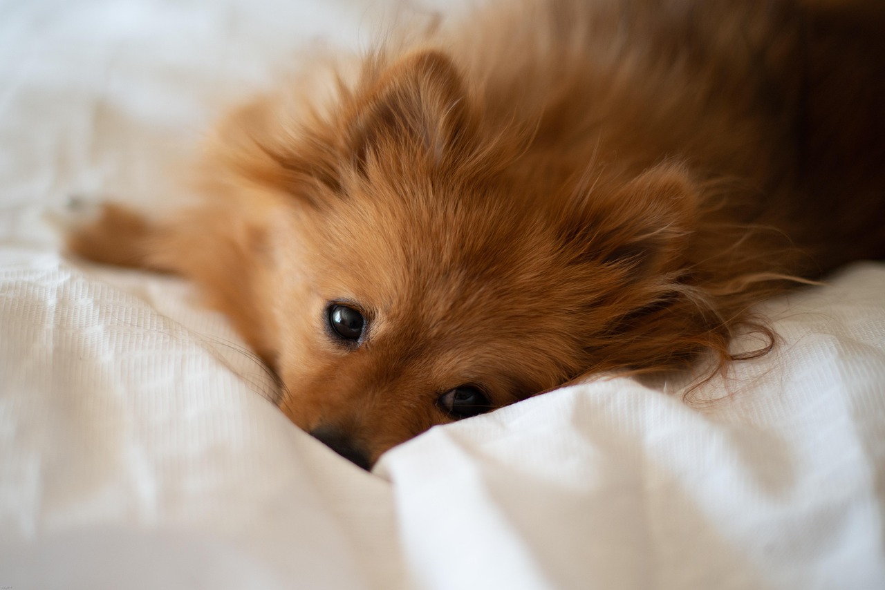 5. 必要な小型犬用品
