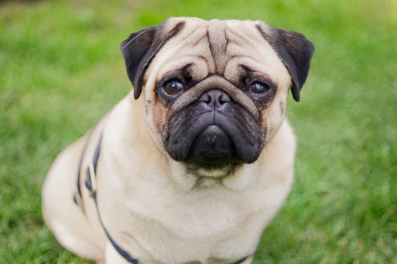 パグ専用のスキンケアで、愛犬をもっと健康に！