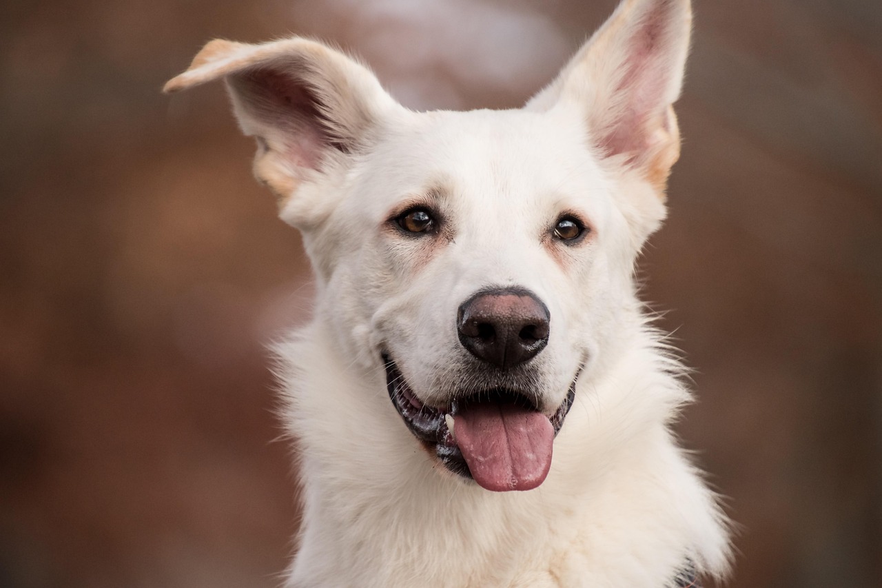 抜け毛にさよなら！無料で雑種犬の毛のケアをサポートします