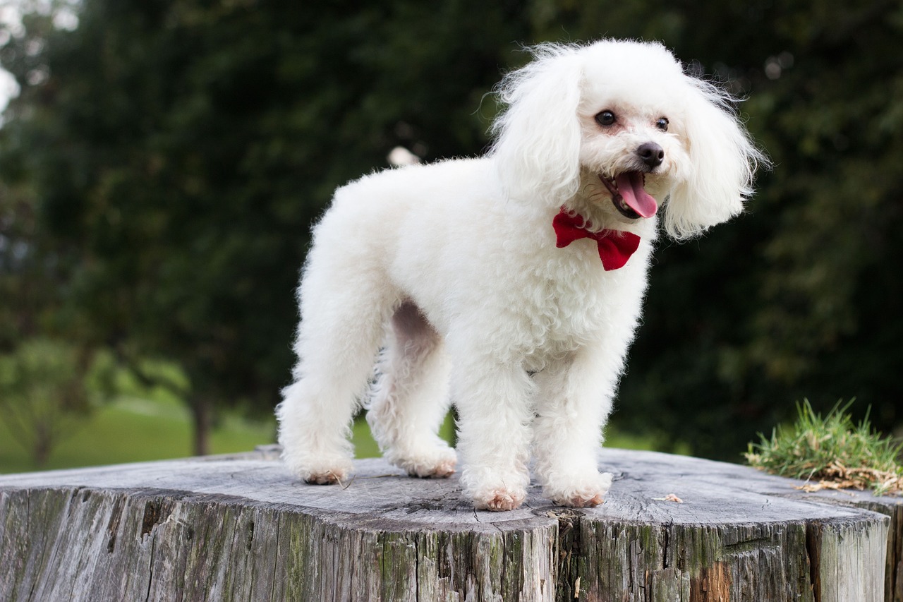 愛犬の美と健康を、プロの手で実現します。