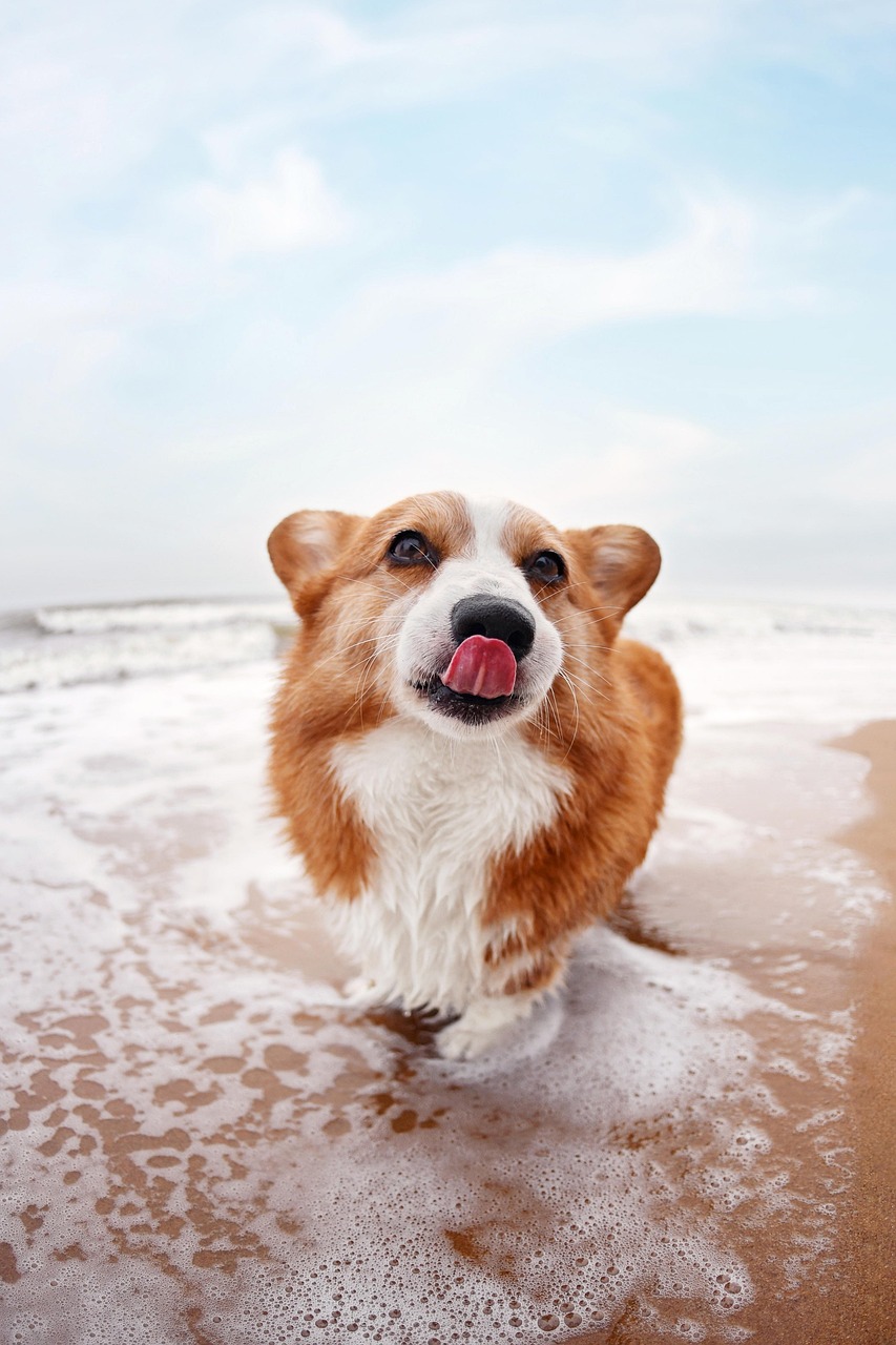愛犬を癒すためのトリミング環境